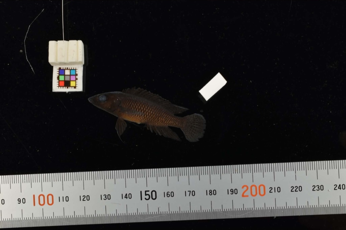 Neolamprologus labrosus 'Kasenga'